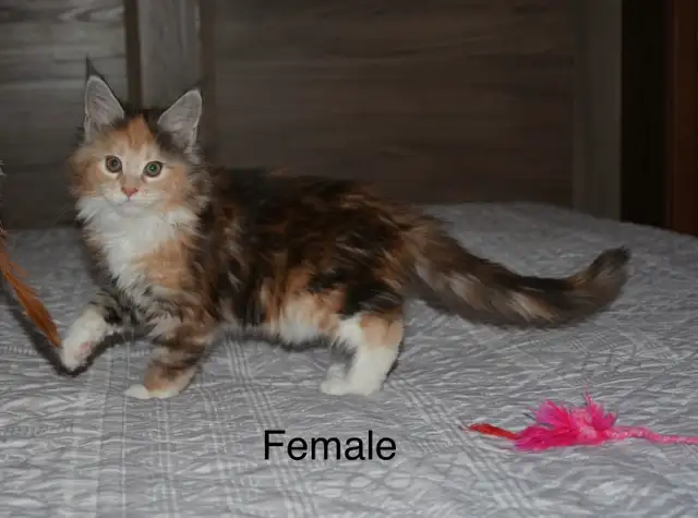 Beautiful purebred Maine Coon kittens - Photo 2