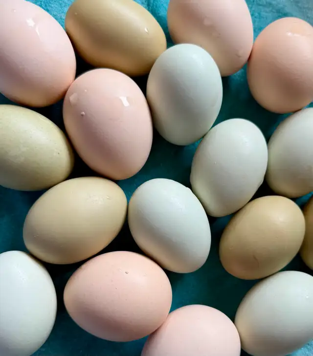 Easter Egger Chicks