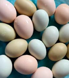 Easter Egger Chicks