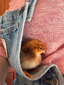 Easter Egger Chicks - Photo 2