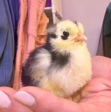 Easter Egger Chicks - Photo 3