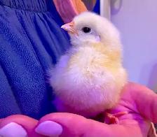 Easter Egger Chicks - Photo 4