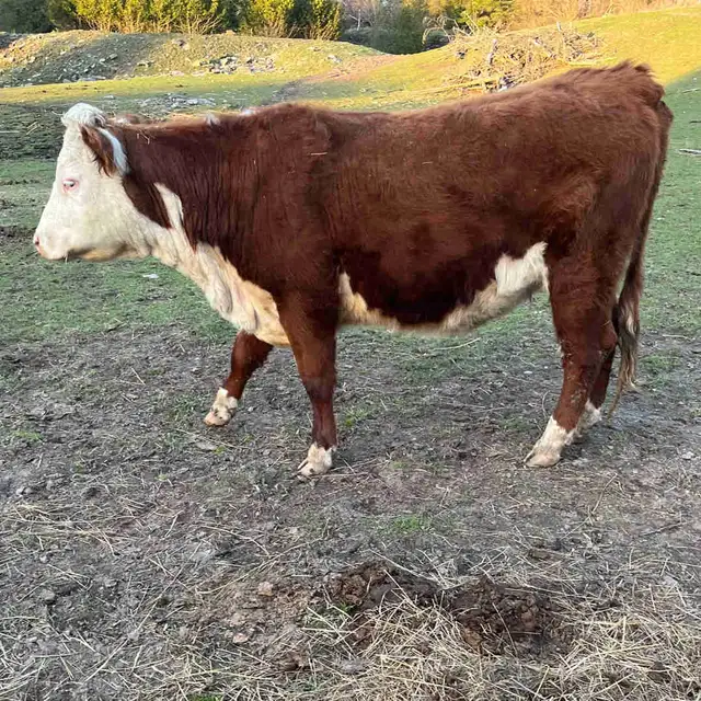 Hereford cow
