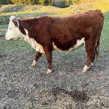 Hereford cow