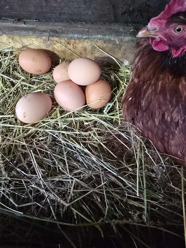 Farm fresh eggs