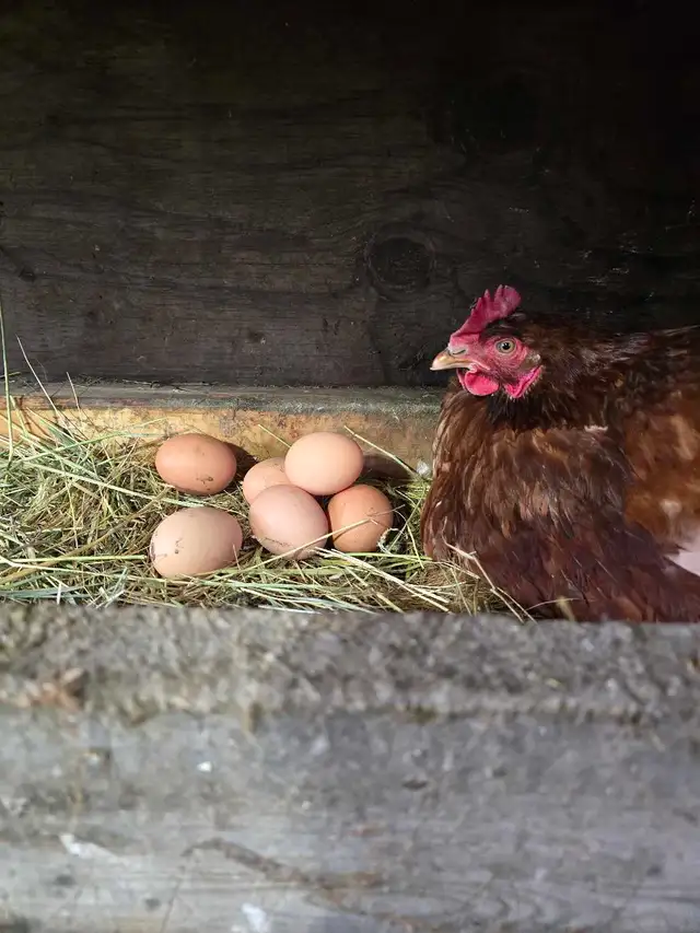 Farm fresh eggs - Photo 2