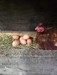 Farm fresh eggs - Photo 2