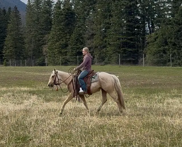2024 Palomino QH Filly