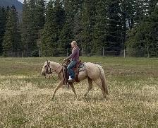 2024 Palomino QH Filly