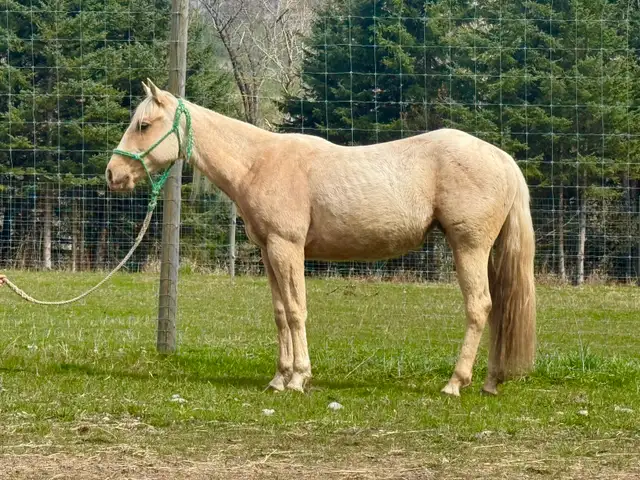 2024 Palomino QH Filly - Photo 2