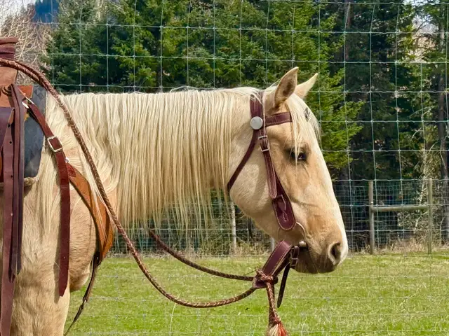 2024 Palomino QH Filly - Photo 3