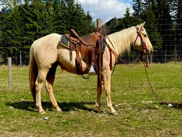 2024 Palomino QH Filly - Photo 4