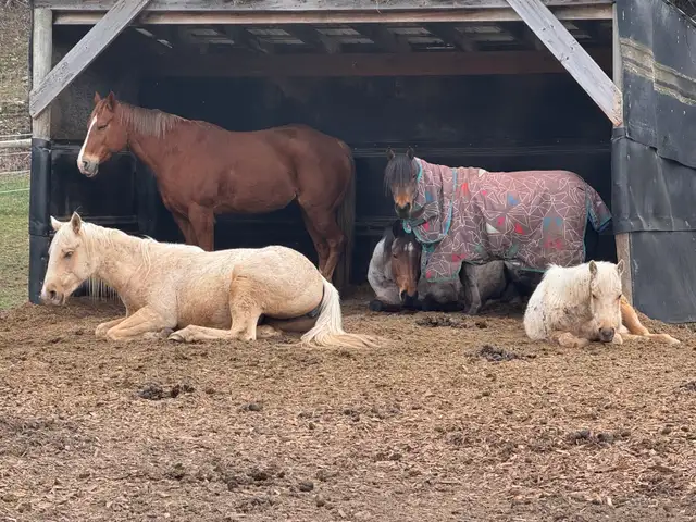 2024 Palomino QH Filly - Photo 5