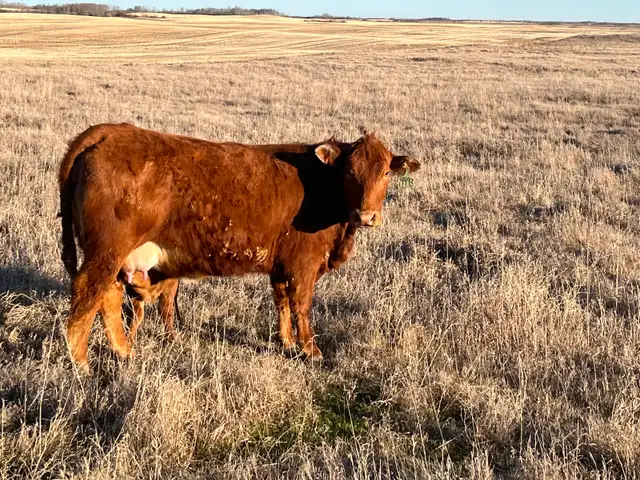 1st calf heifer pairs /young pairs