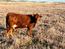 1st calf heifer pairs /young pairs