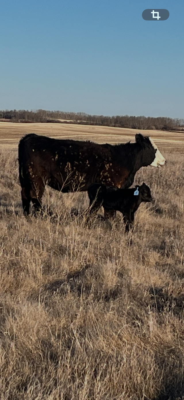 1st calf heifer pairs /young pairs - Photo 2