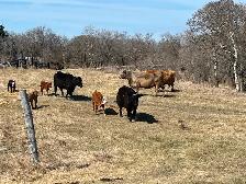 1st calf heifer pairs /young pairs - Photo 3
