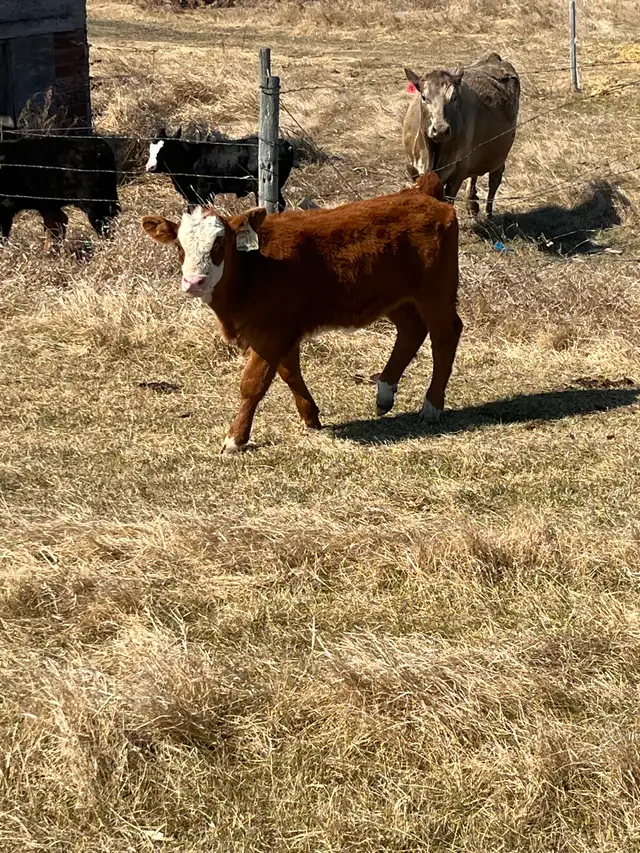 1st calf heifer pairs /young pairs - Photo 4
