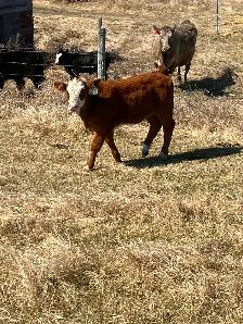 1st calf heifer pairs /young pairs - Photo 4