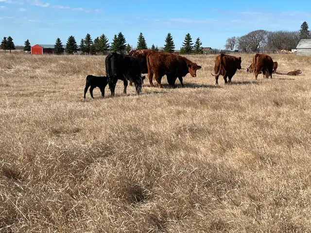 1st calf heifer pairs /young pairs - Photo 5