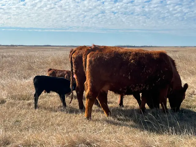 1st calf heifer pairs /young pairs - Photo 6