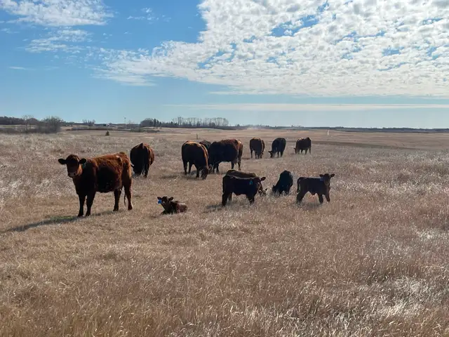 1st calf heifer pairs /young pairs - Photo 7