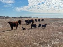 1st calf heifer pairs /young pairs - Photo 7