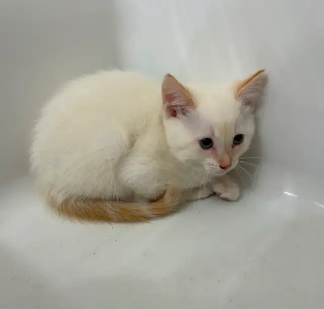 SIAMESE KITTENS - Photo 2