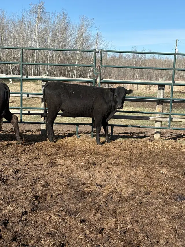 Two nice Heifers