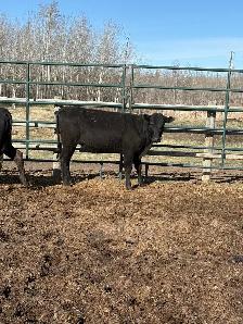 Two nice Heifers