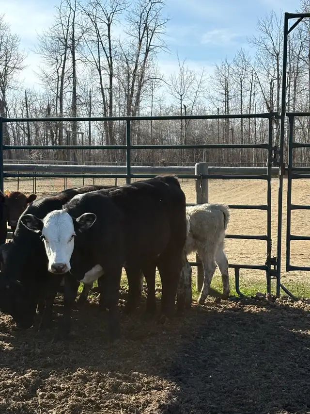 Two nice Heifers - Photo 2