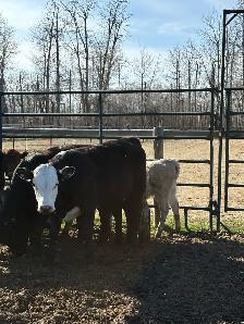 Two nice Heifers - Photo 2