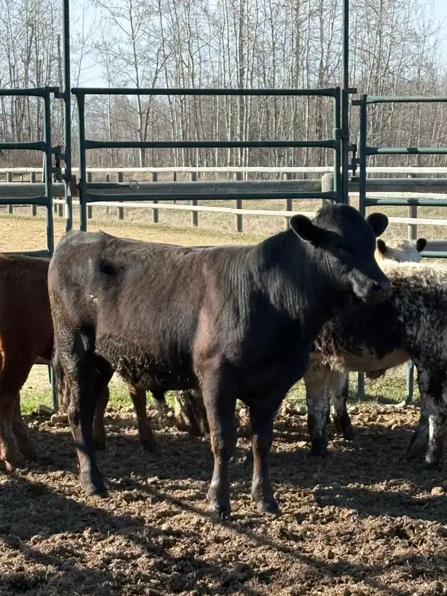 Yearling bull