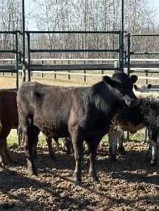 Yearling bull