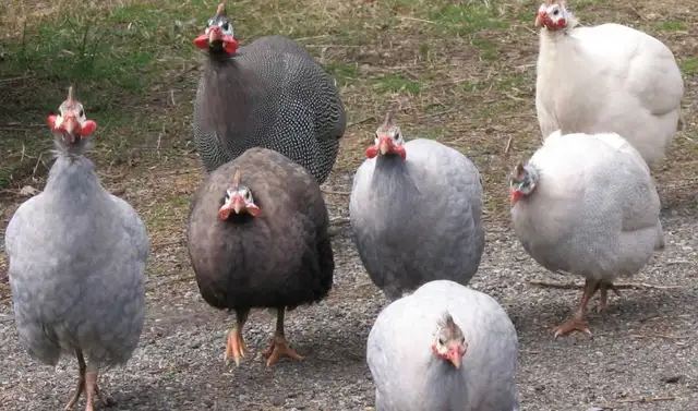 Guinea hatching eggs available