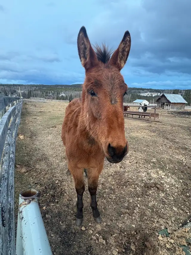 stud mule