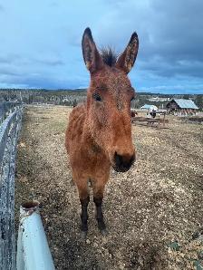 stud mule