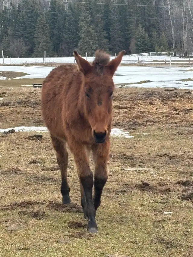 stud mule - Photo 2