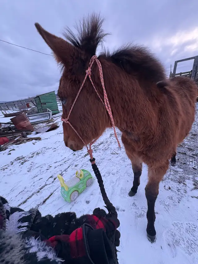 stud mule - Photo 3