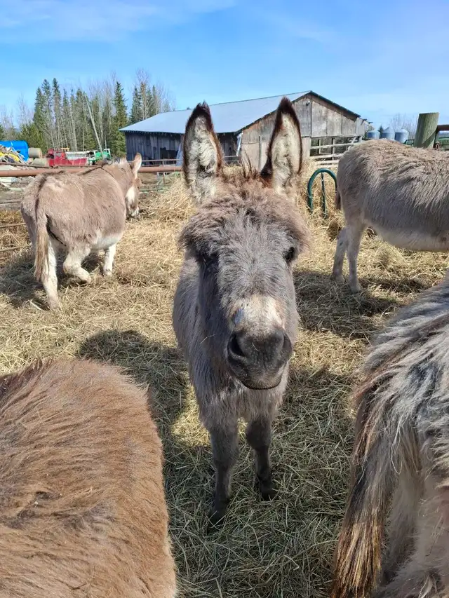 Mini Donkey Foals