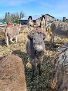 Mini Donkey Foals