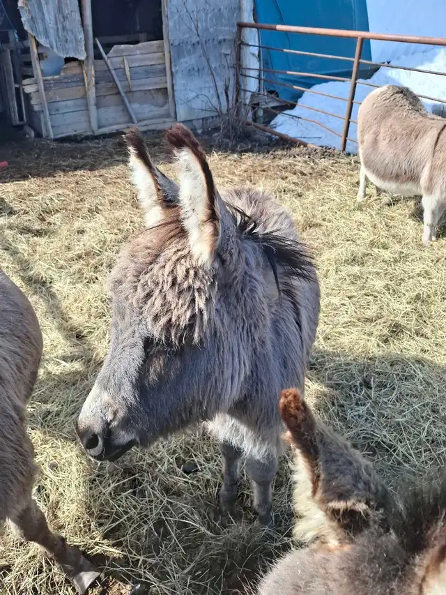 Mini Donkey Foals - Photo 2