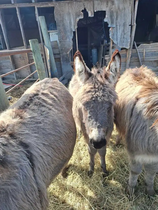 Mini Donkey Foals - Photo 3