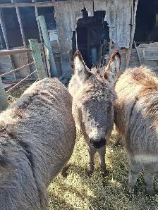 Mini Donkey Foals - Photo 3