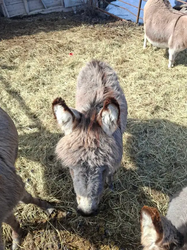 Mini Donkey Foals - Photo 4