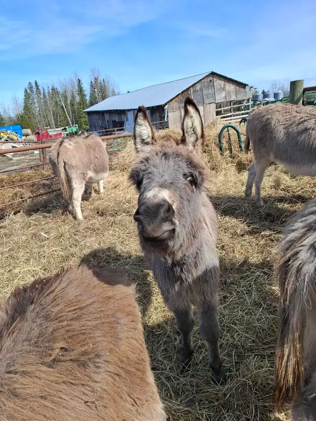 Mini Donkey Foals - Photo 5