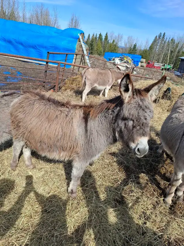 Mini Donkey Foals - Photo 6