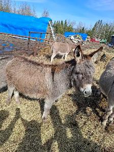 Mini Donkey Foals - Photo 6