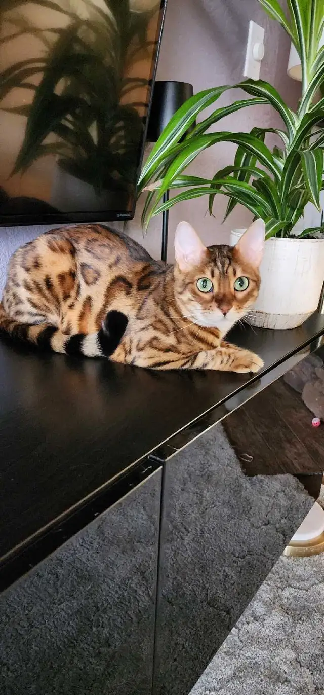 Bengal Kittens (Rosettes on Gold) TICA registration