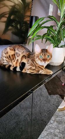 Bengal Kittens (Rosettes on Gold) TICA registration